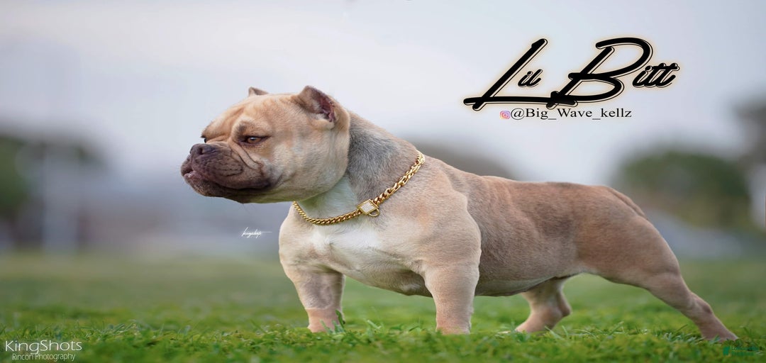 Gallery Image {{count}}