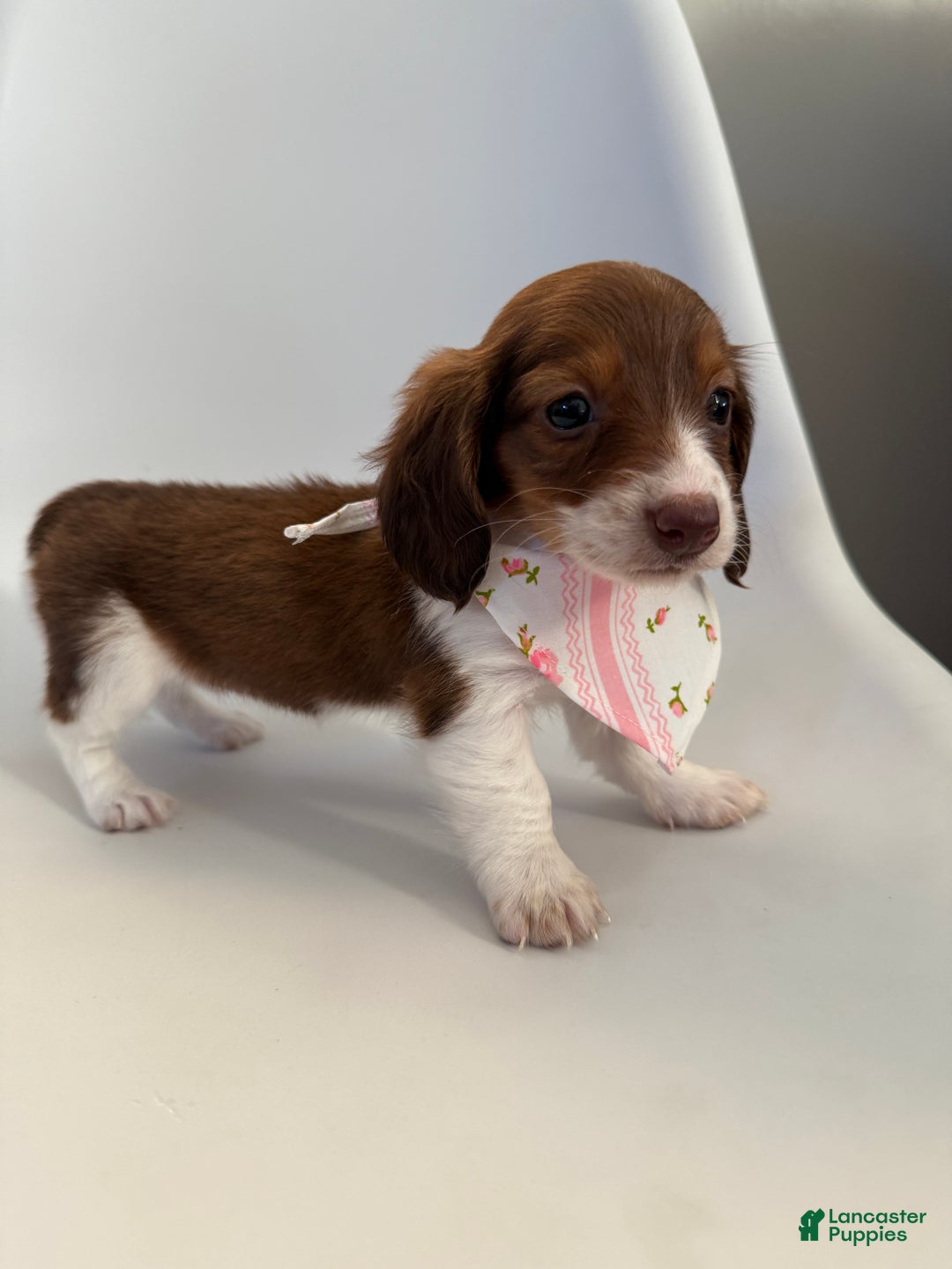 Miniature Dachshund dogs for sale: Lady - Ad 12