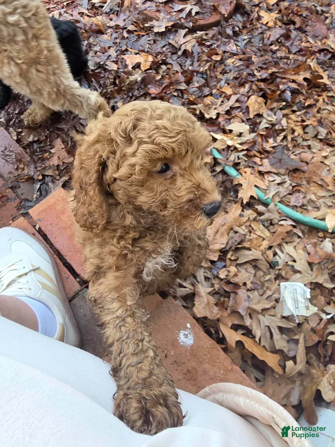 Mixed Breed dogs for sale: Mixed Breed Puppy 2 - Ad 1