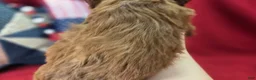 Cockapoo dogs for sale: Emily - Ad 5
