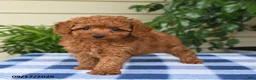 Miniature Poodle dogs for sale: Caleb - Ad 4