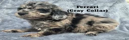 Mini Aussiedoodle dogs for sale: Ferrari - Ad 5