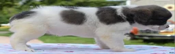 Mixed Breed dogs for sale: Zoey blue pied fluffy  - Ad 26