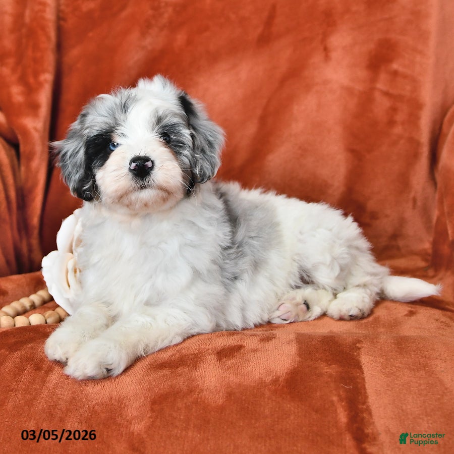 Mini Aussiedoodle dogs Sylvia - Ad 2