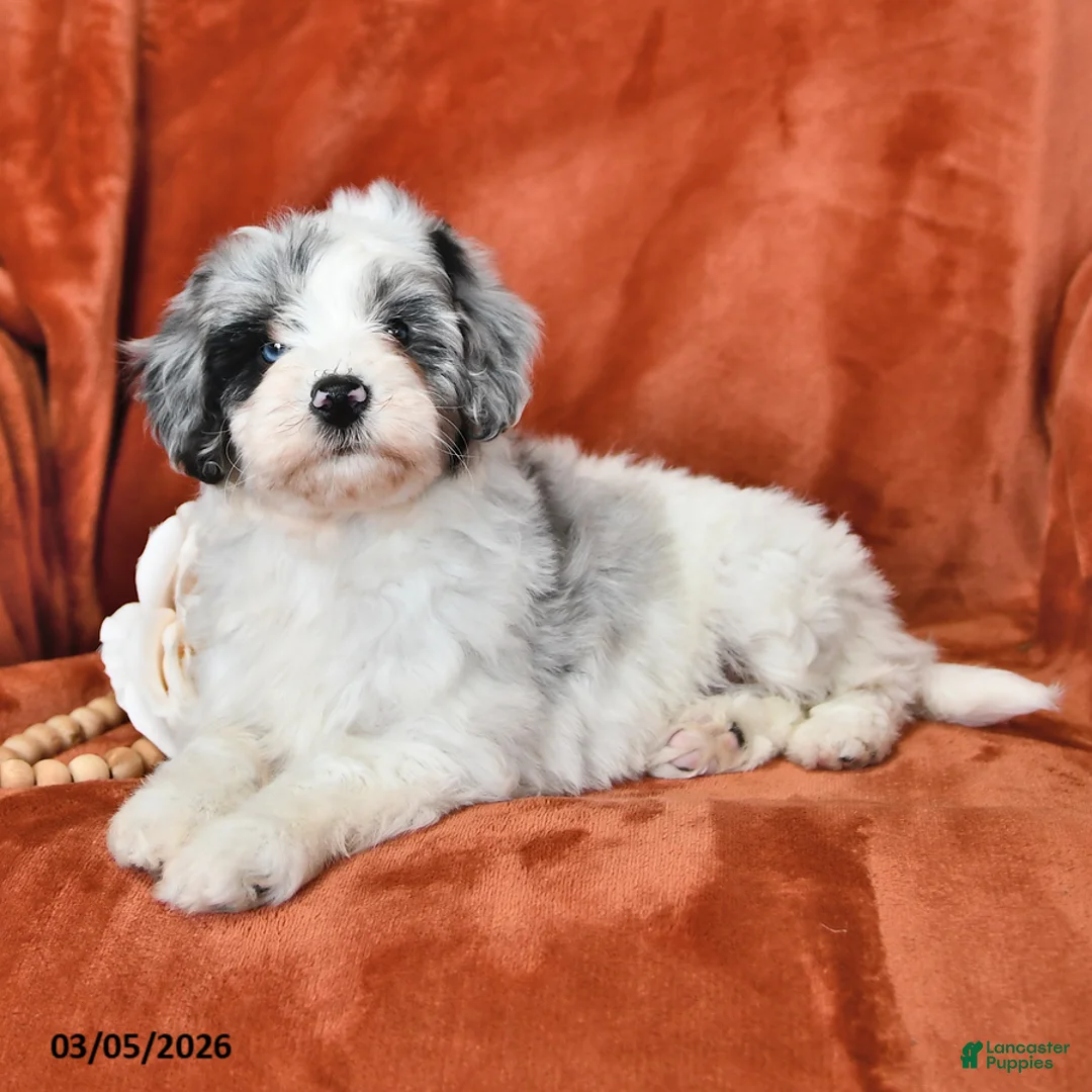 Mini Aussiedoodle dogs for sale: Sylvia - Ad 2