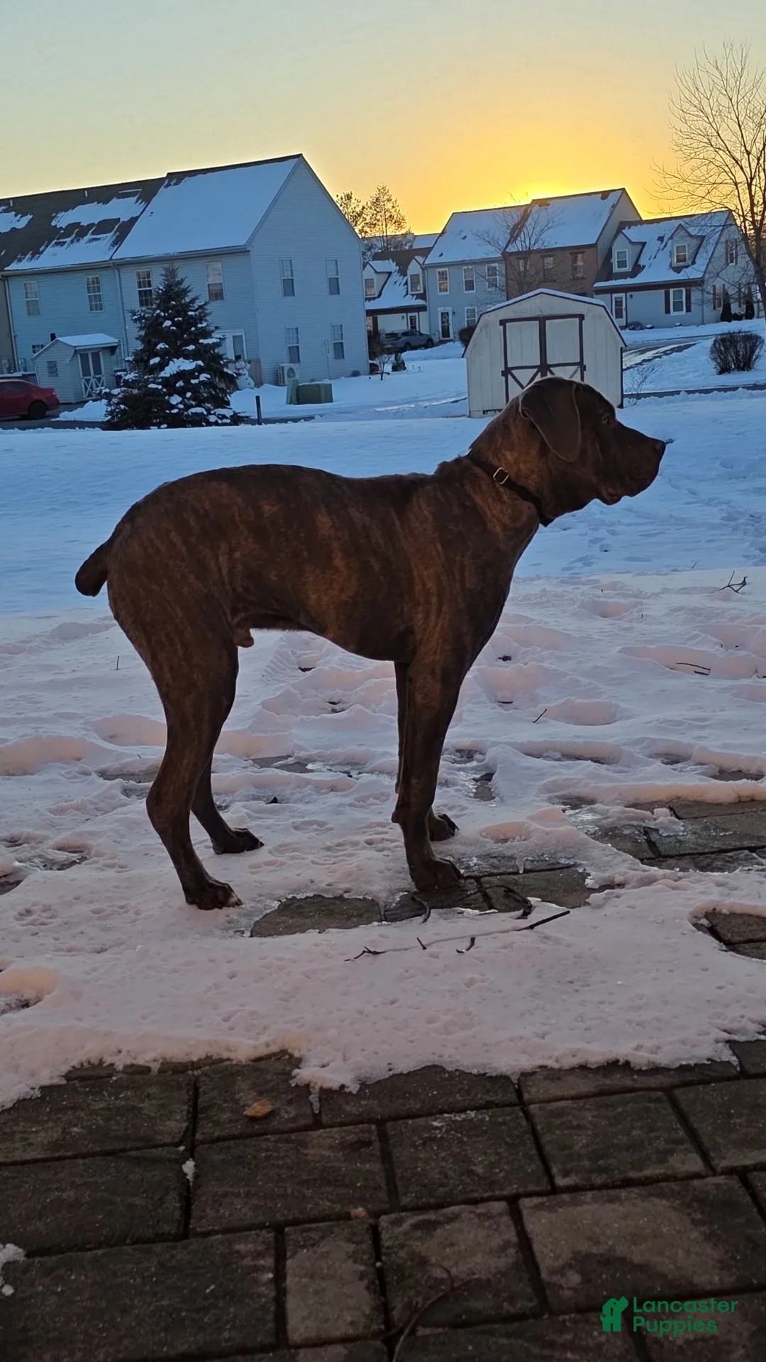 Cane Corso dogs for sale: Cane Corso Puppy 1 - Ad 2