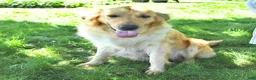 Golden Retriever dogs for sale: Bailey - Ad 6