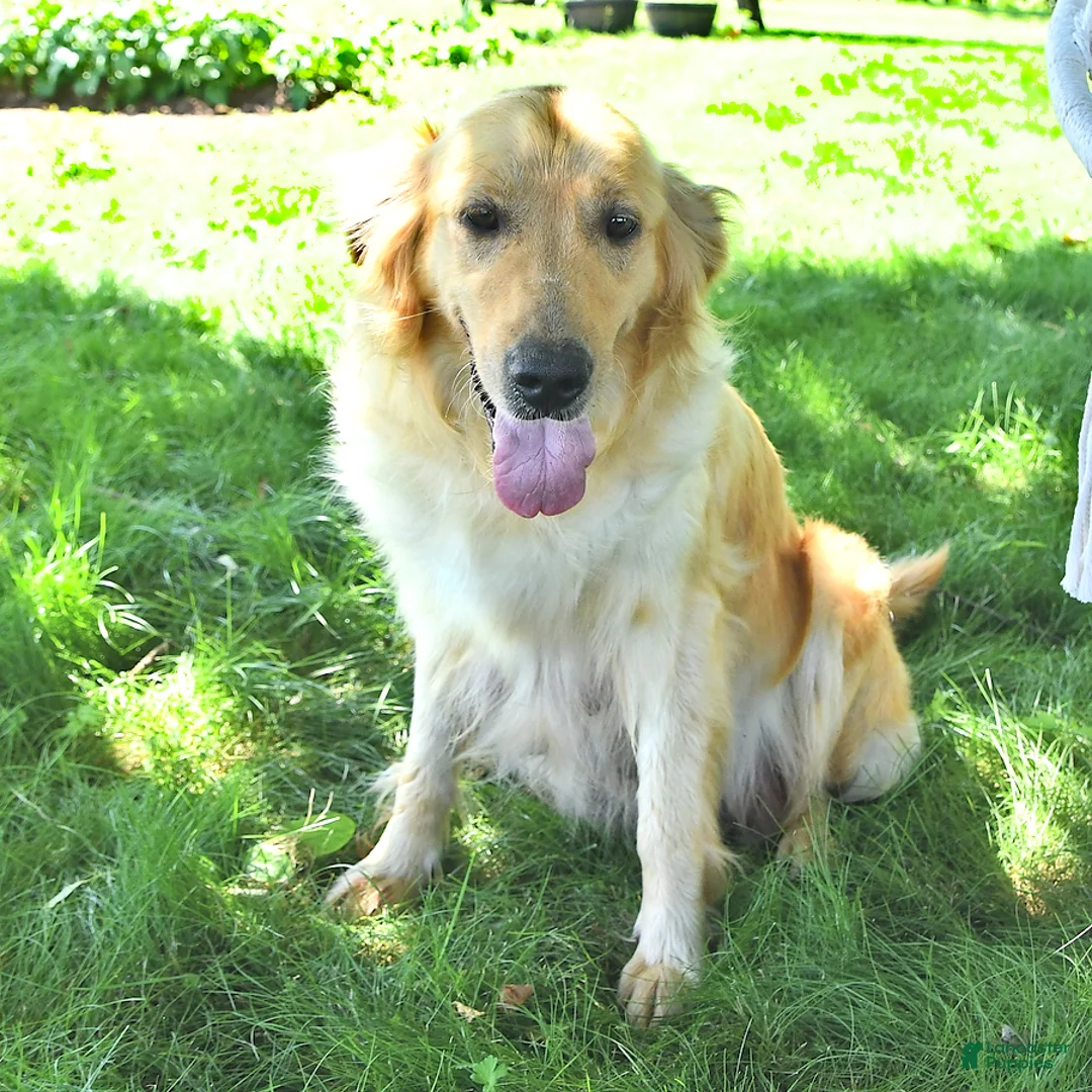 Golden Retriever dogs for sale: Bailey - Ad 6