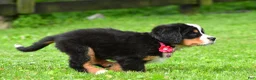 Bernese Mountain Dog dogs for sale: Nicole - Ad 9