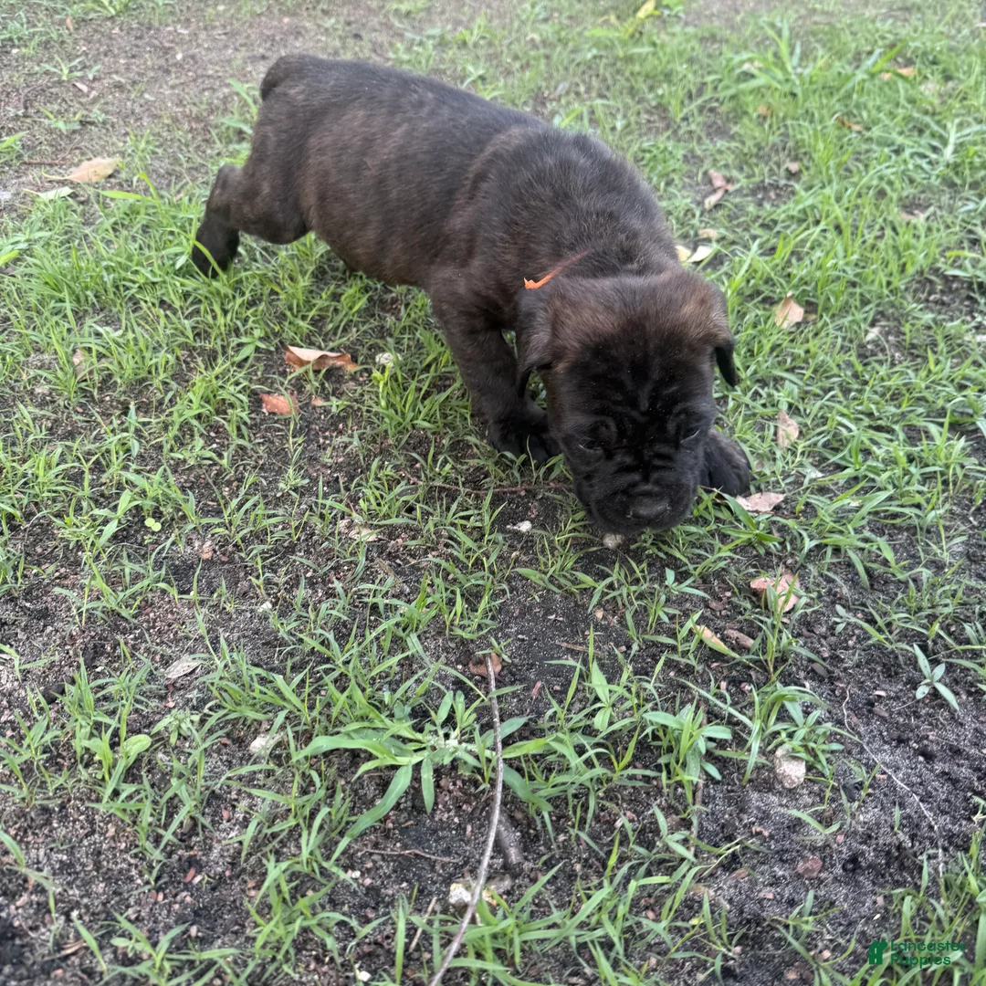 Cane Corso dogs for sale: Cane Corso Puppy 7 - Ad 2