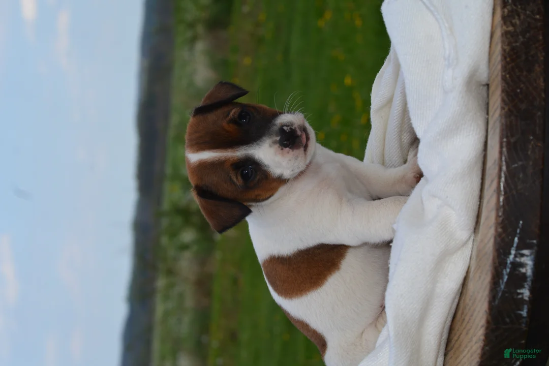 Jack Russell Terrier dogs for sale: Macie - Ad 11
