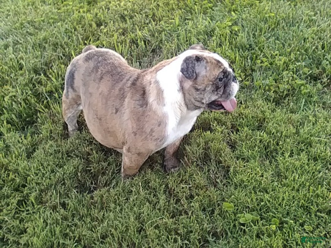 English Bulldog dogs for sale: Amber - Ad 10