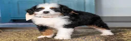 Mini Bernedoodle dogs for sale: Kona - Ad 2