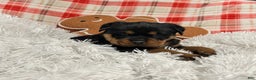 Rottweiler dogs for sale: Sidney - Ad 2