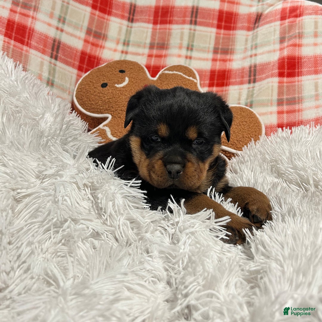 Rottweiler dogs for sale: Sidney - Ad 2