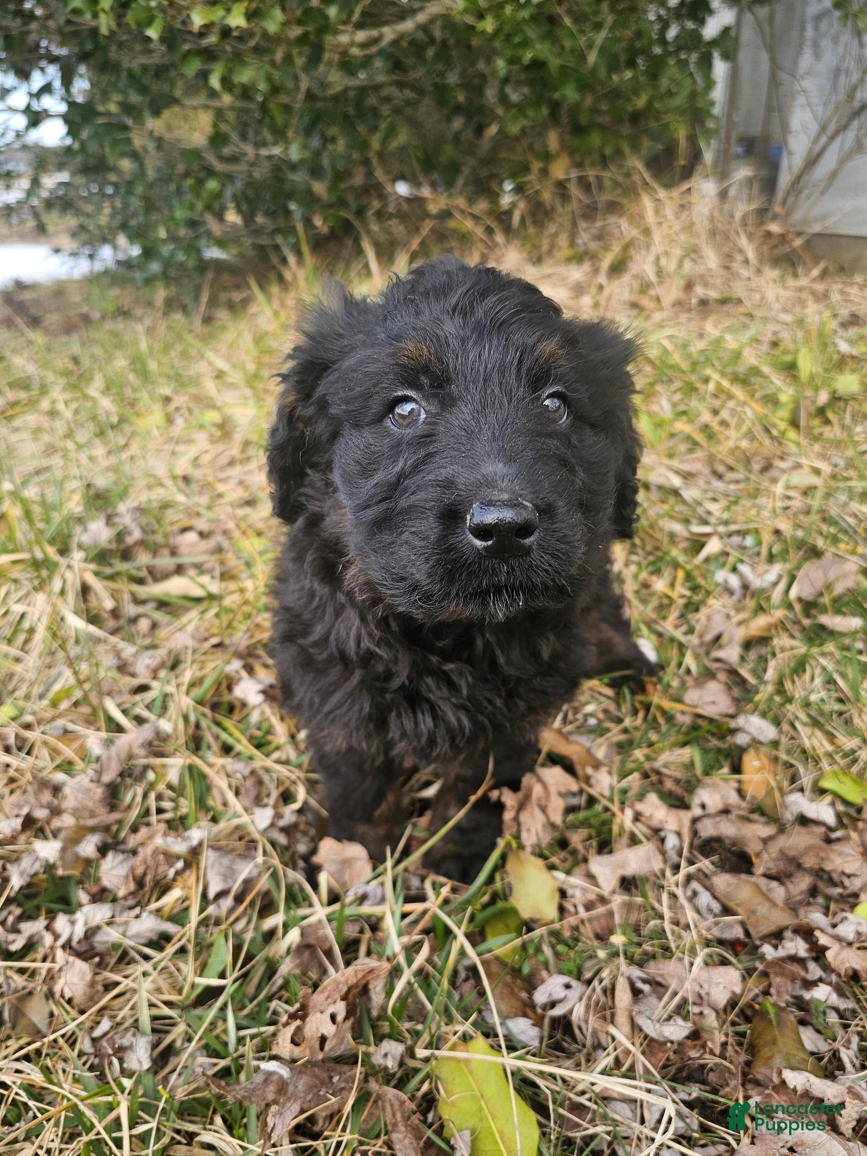 Mixed Breed dogs Briar. - Ad 1