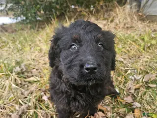 Mixed Breed dogs for sale: Briar. - Ad 2