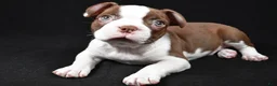 Boston Terrier dogs for sale: Hudson - Ad 5