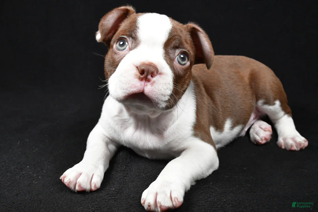 Boston Terrier dogs for sale: Hudson - Ad 5