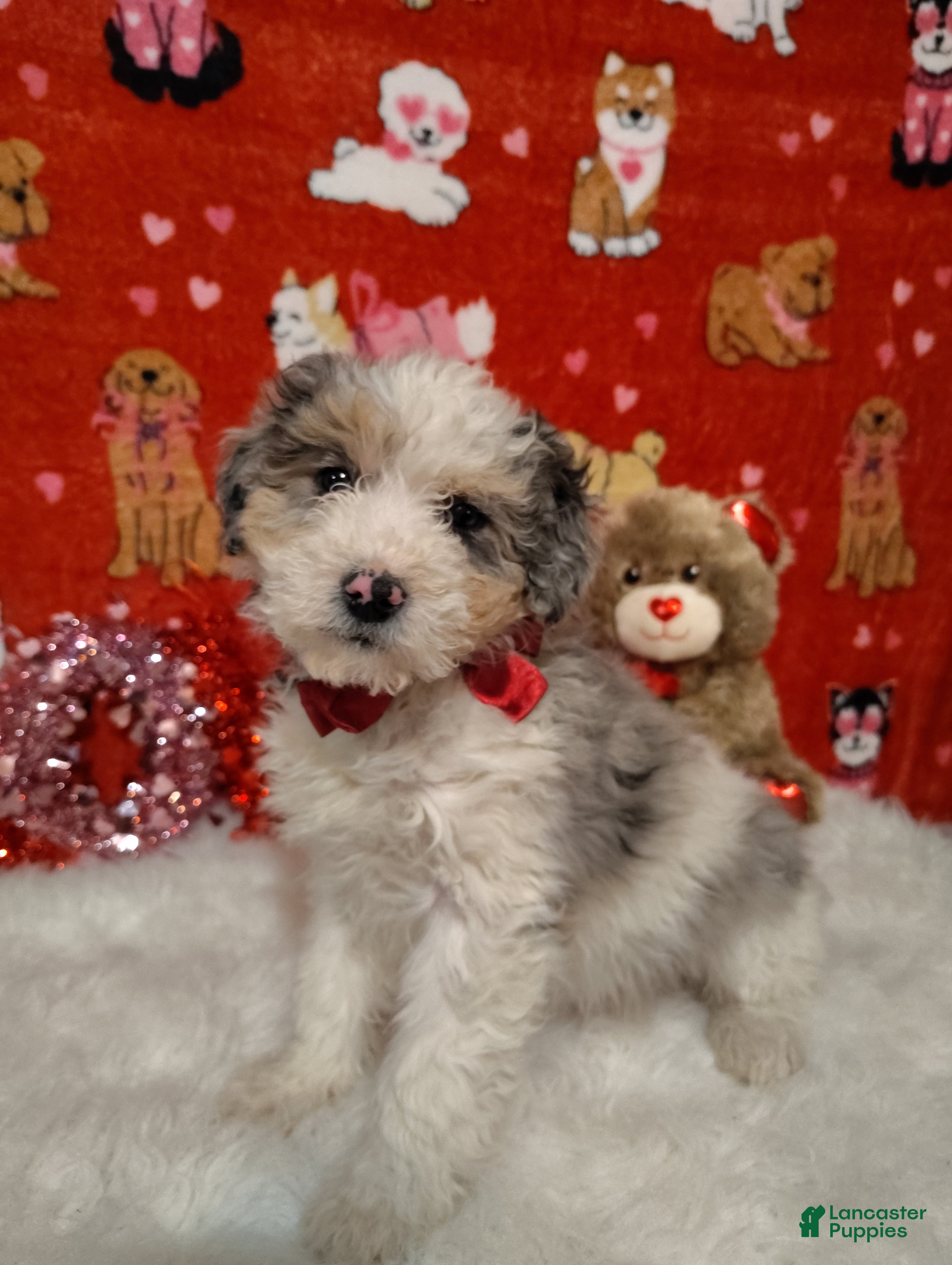 Mini Bernedoodle dogs Zoe - Ad 12