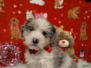 Mini Bernedoodle dogs Zoe - Ad 9
