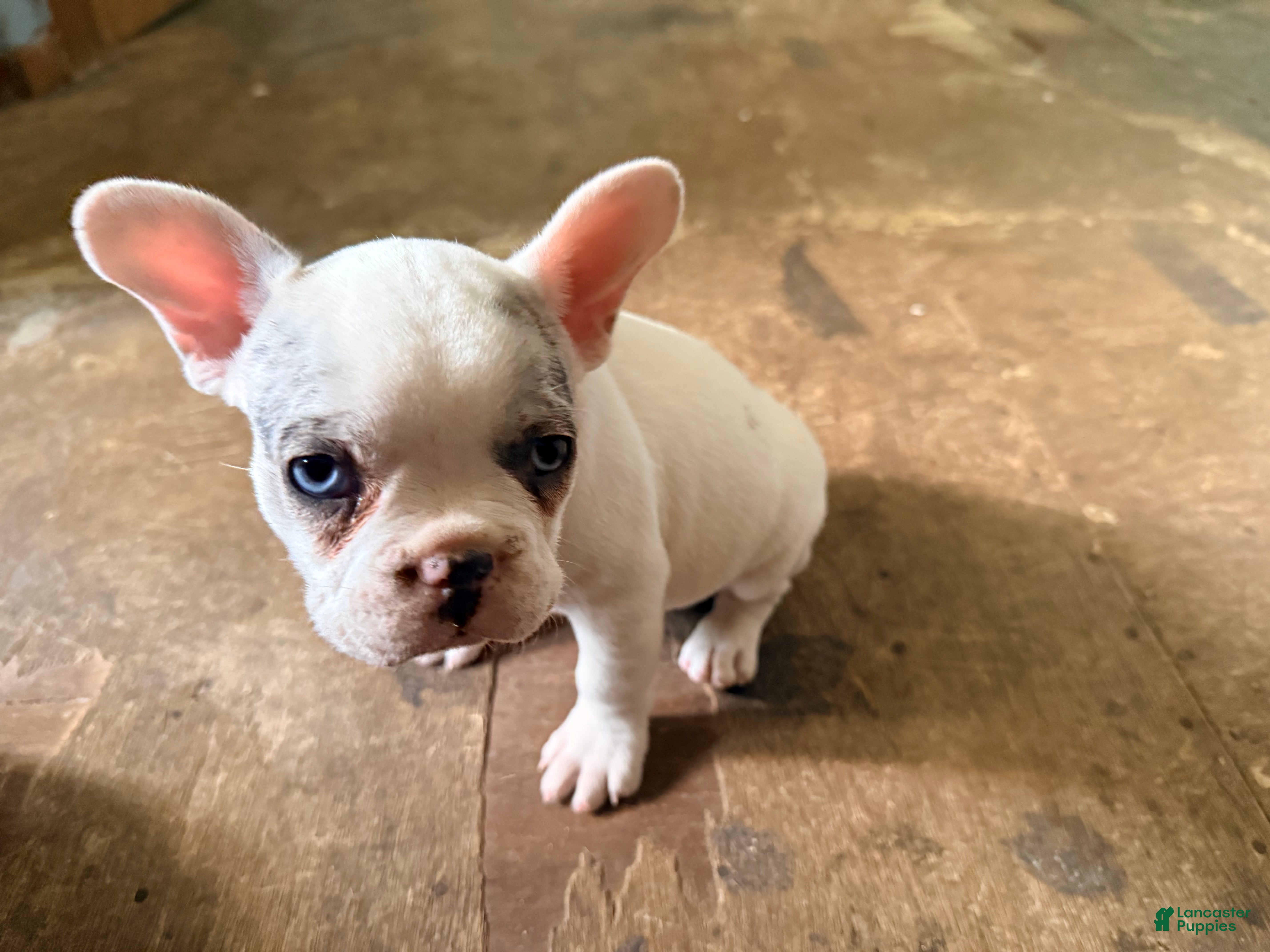 French Bulldog dogs Silvers Raleigh  - Ad 39