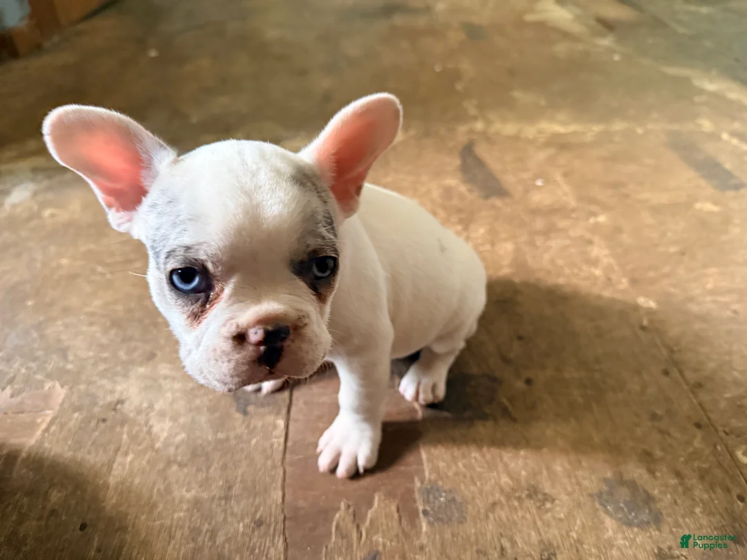 French Bulldog dogs for sale: Silvers Raleigh  - Ad 1