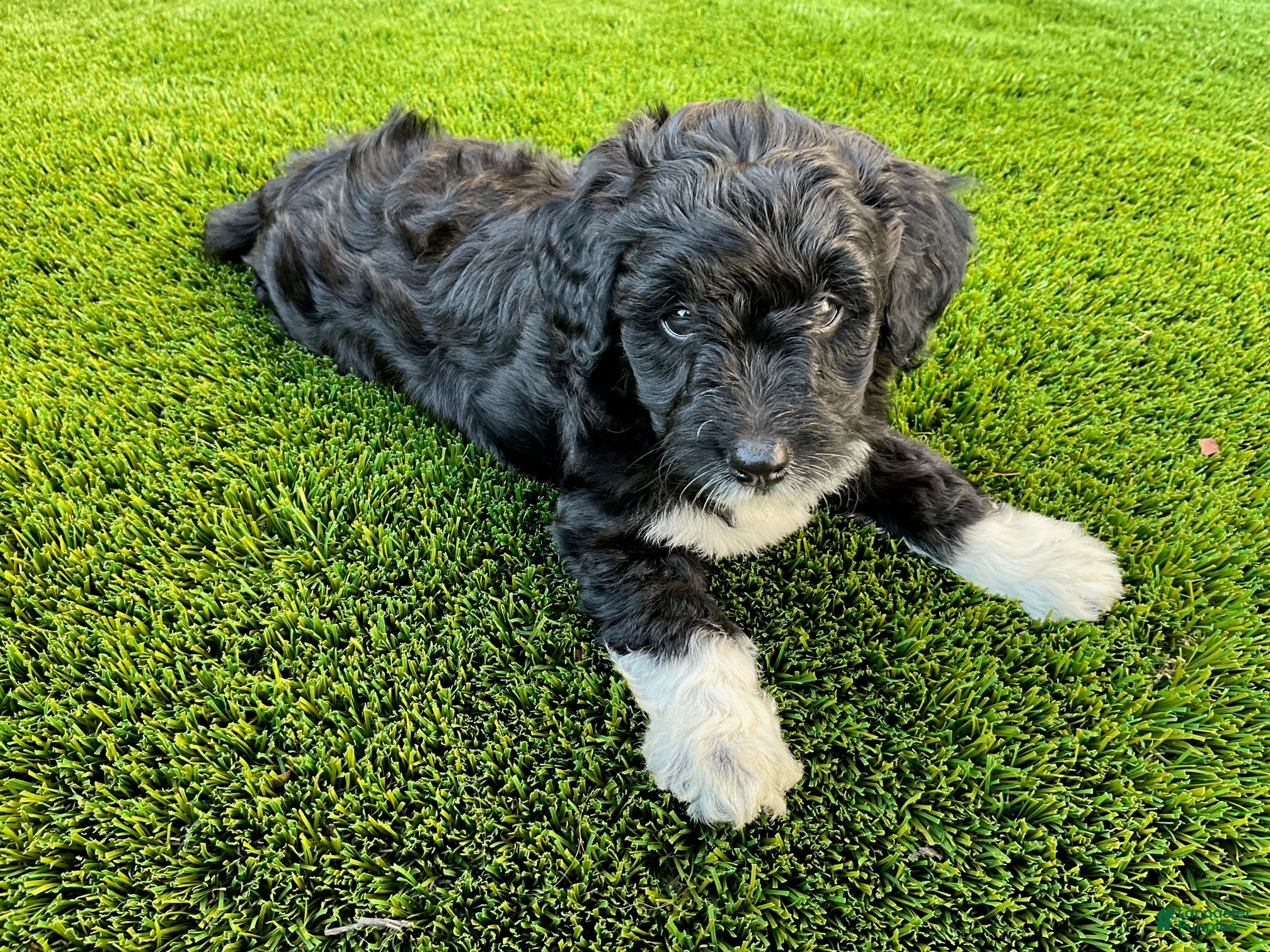 Sheltiedoodle dogs Marci - Ad 1