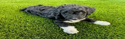 Sheltiedoodle dogs for sale: Marci - Ad 1