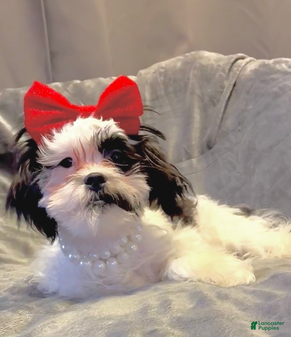 Shih Tzu dogs Joker  - Ad 1