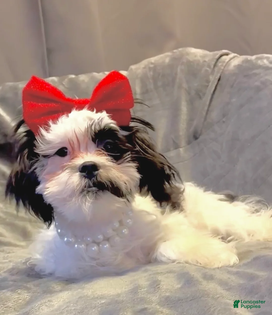 Shih Tzu dogs for sale: Joker  - Ad 1