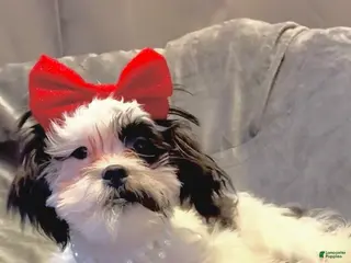 Shih Tzu dogs for sale: Joker - Ad 1