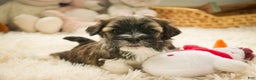 Havanese dogs for sale: Rambo - Ad 7