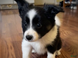 Mixed Breed dogs Star - Ad 18