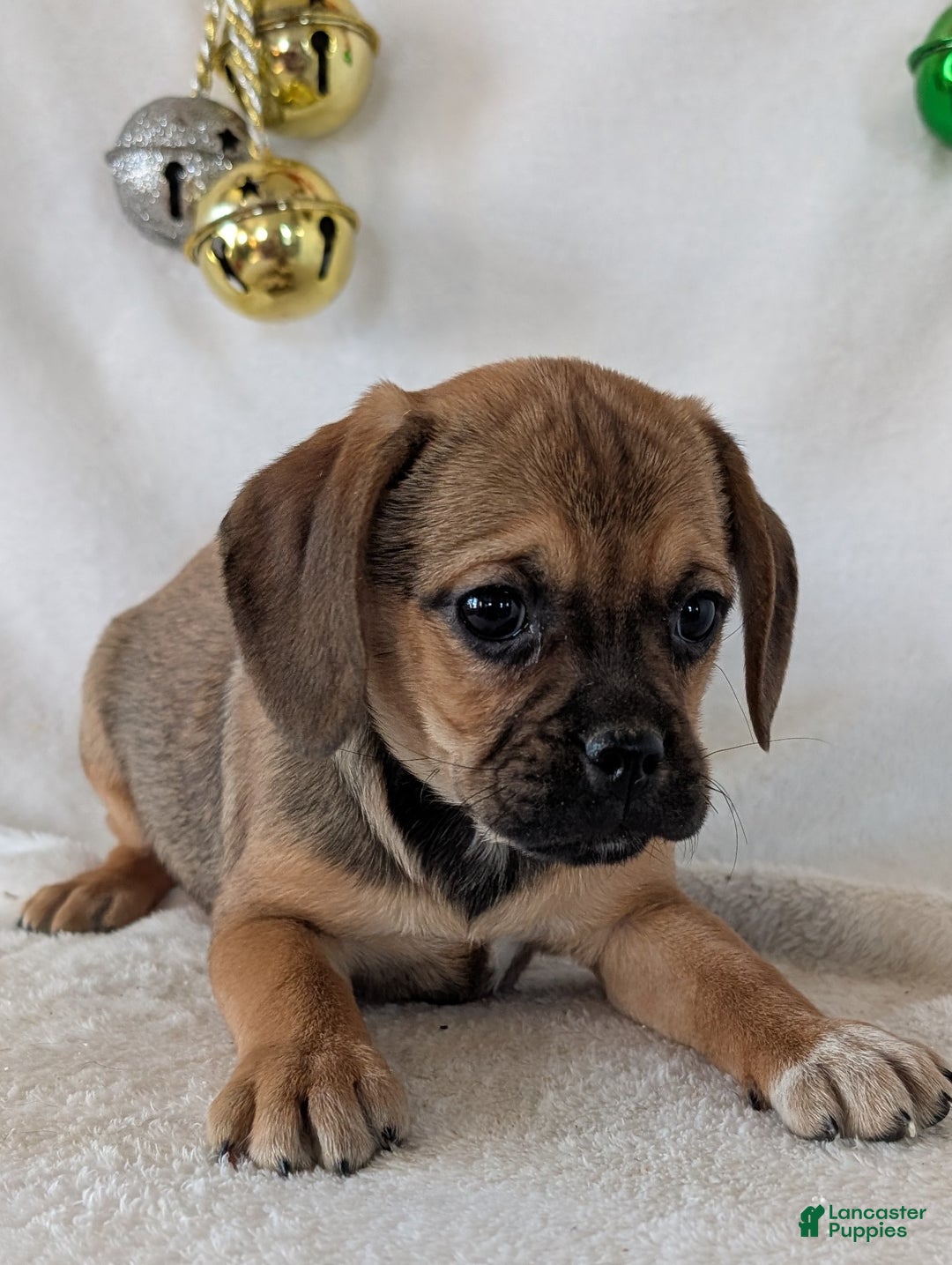 Puggle dogs for sale: Joy  - Ad 2