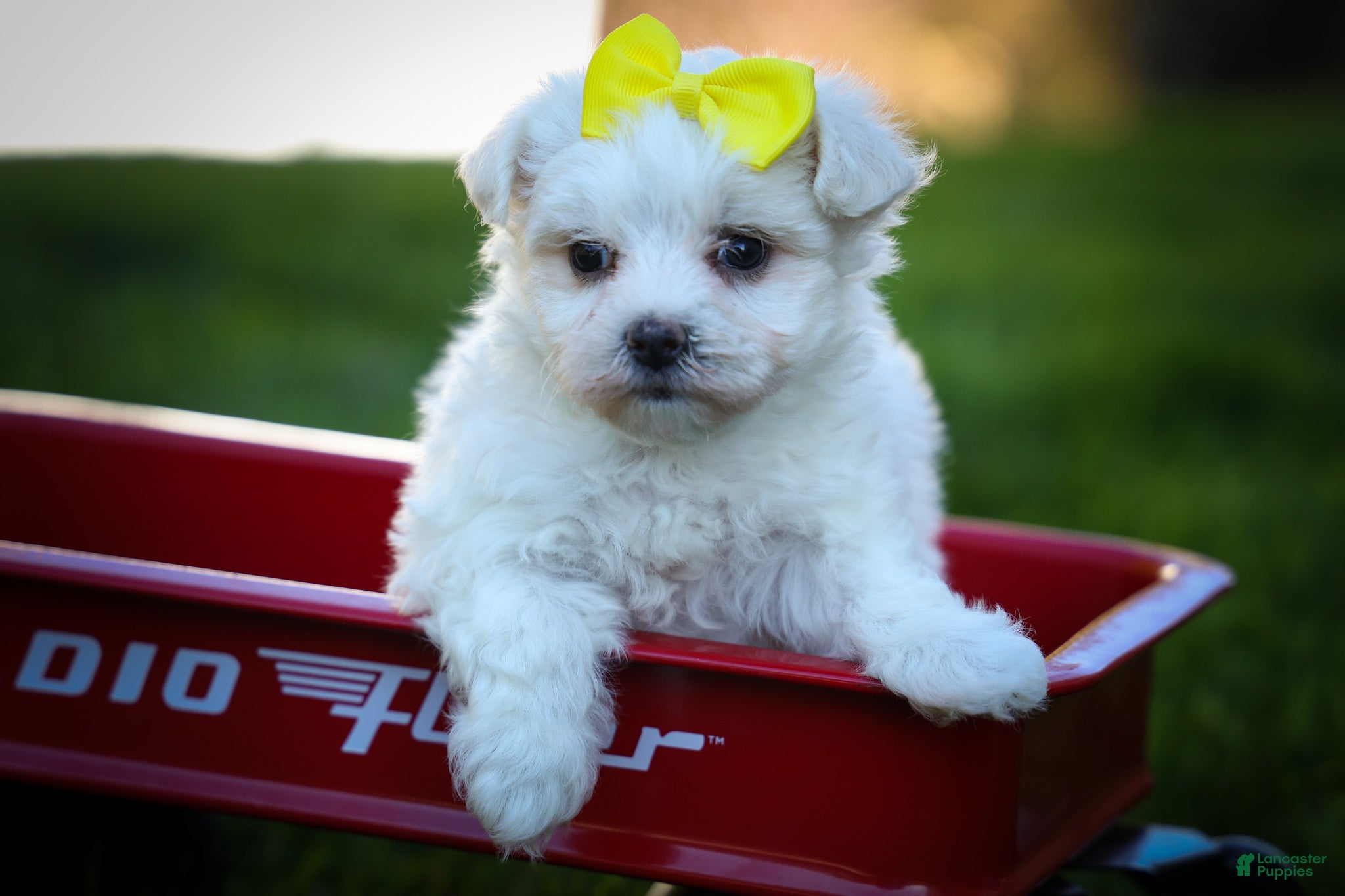 Maltese dogs for sale: Miley💜 - Ad 1