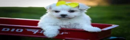 Maltese dogs for sale: Miley💜 - Ad 4