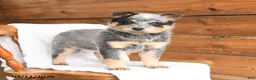 Australian Cattle Dog dogs for sale: Handsome - Ad 3