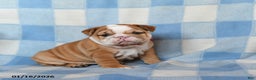 English Bulldog dogs for sale: Maple   - Ad 2