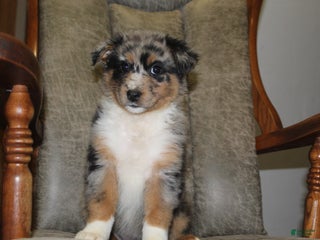 Australian Shepherd dogs Tessie - Ad 14
