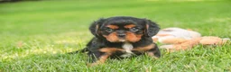 Cavalier King Charles Spaniel dogs for sale: Loki Cavalier King Charles Spaniel - Ad 3