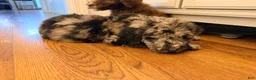 Standard Poodle dogs for sale: Standard Poodle 2 - Ad 14