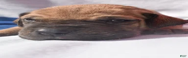 Great Dane - Blue Collar - Fawn with Black Mask