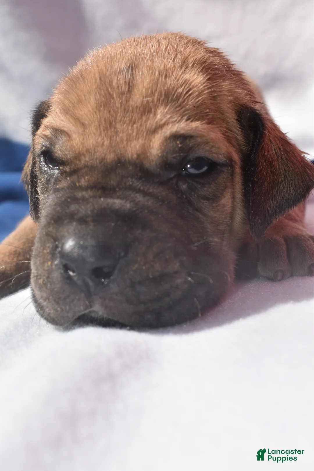 Great Dane dogs for sale: Great Dane - Blue Collar - Fawn with Black Mask - Ad 1