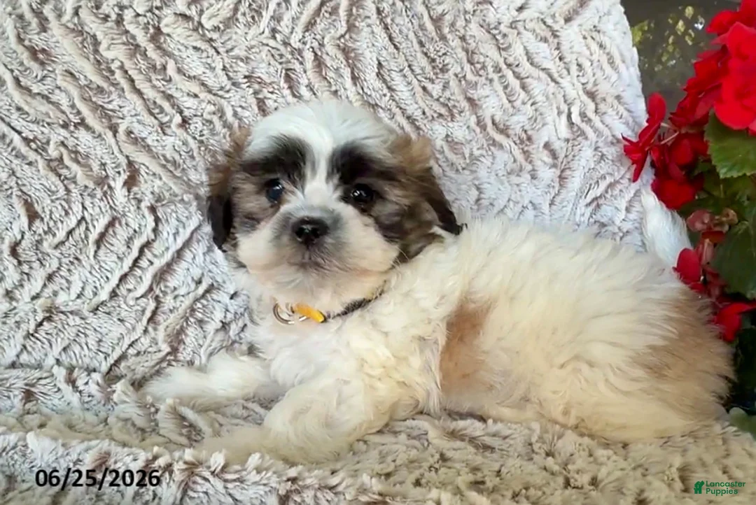 Teddy Bear dogs for sale: Otis - Ad 3
