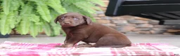 Labrador Retriever dogs for sale: Charlie - Ad 3