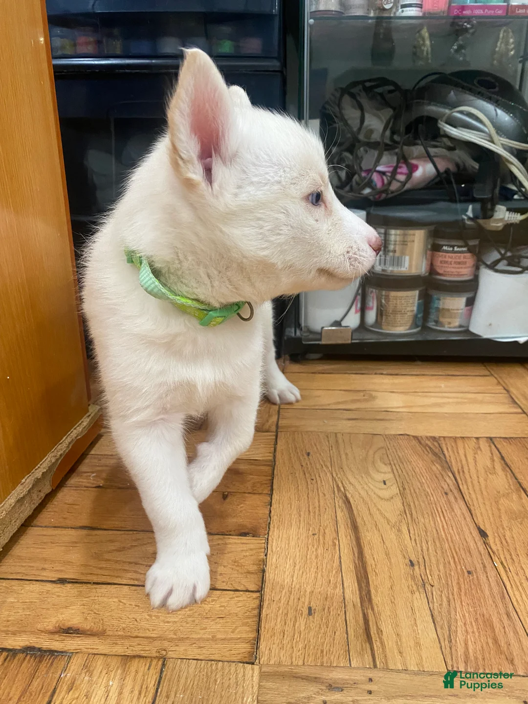 Siberian Husky dogs for sale: Mimi - Ad 3