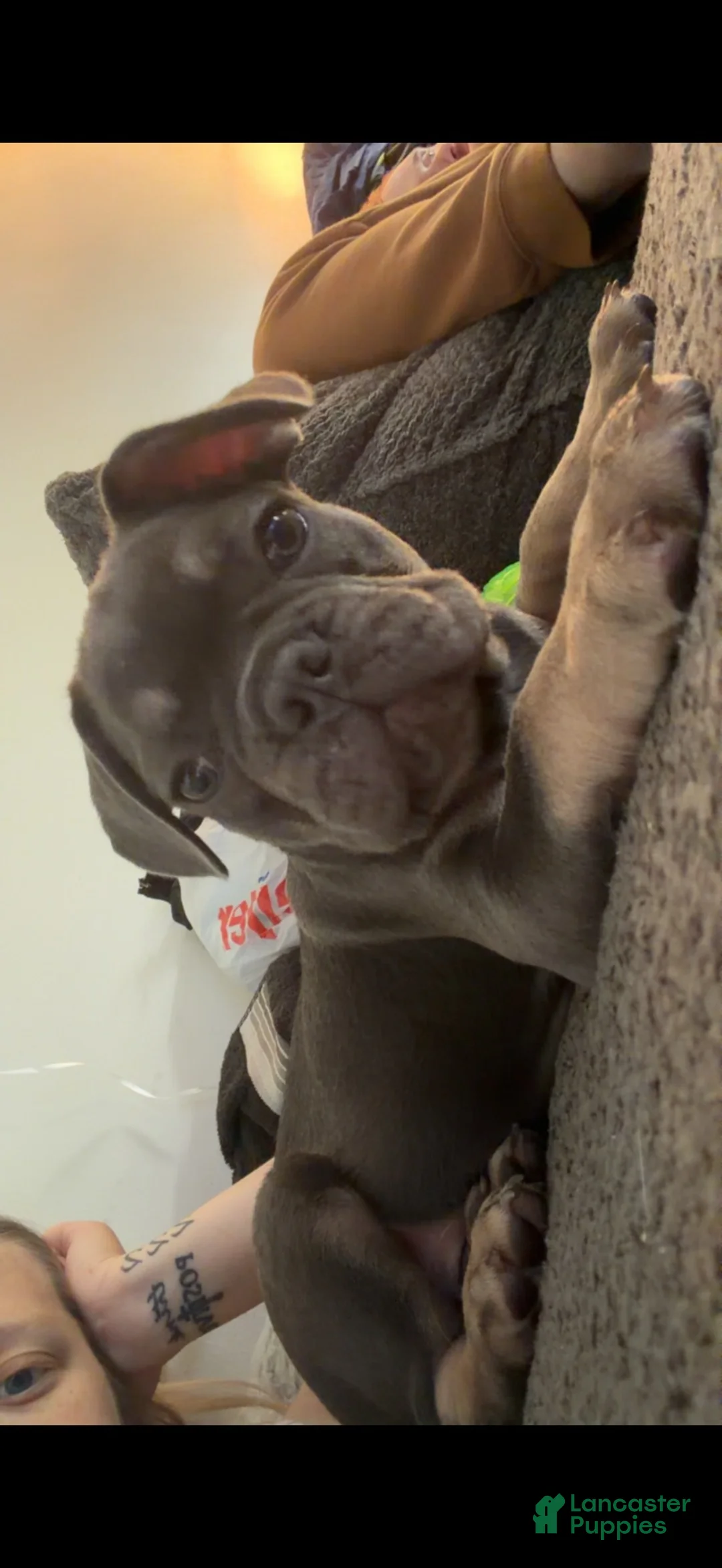 French Bulldog dogs for sale: Kash - Ad 1