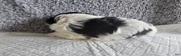 Shih Tzu dogs for sale: Button - Ad 2