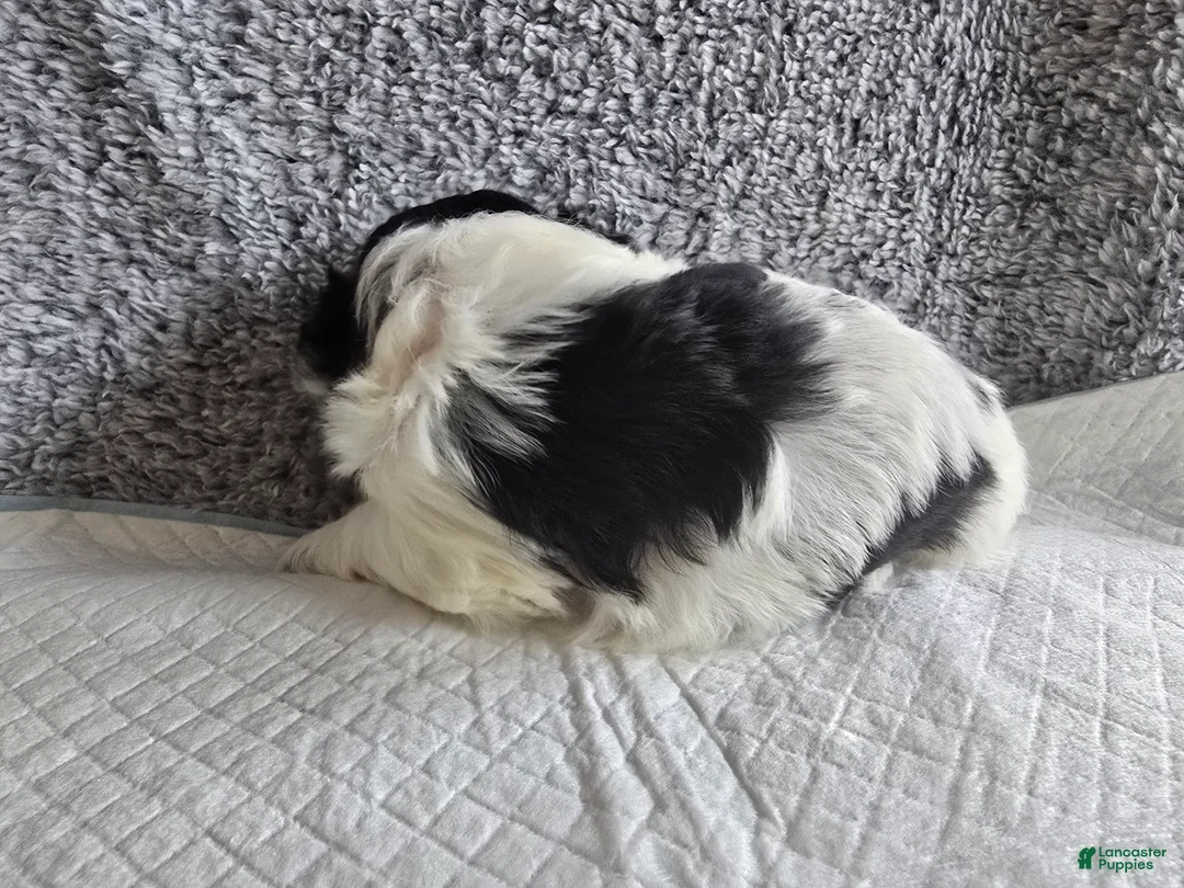 Shih Tzu dogs for sale: Button - Ad 2